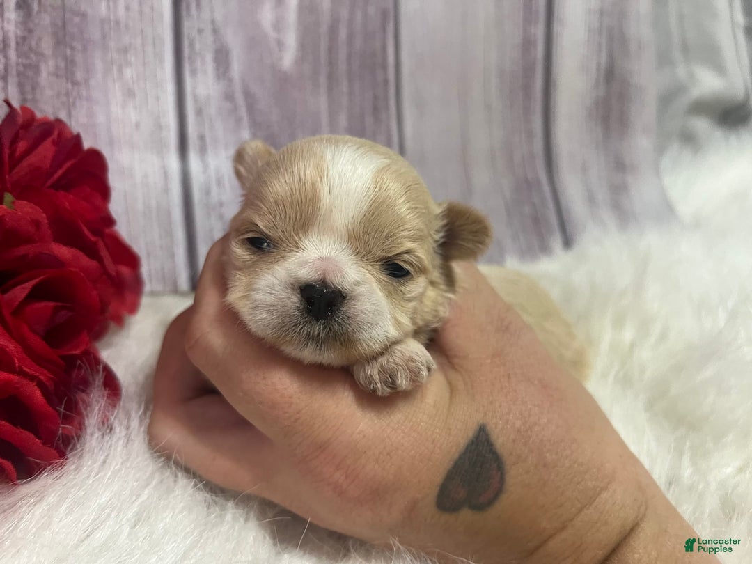 Shih Tzu dogs for sale: Wendy - Image 1