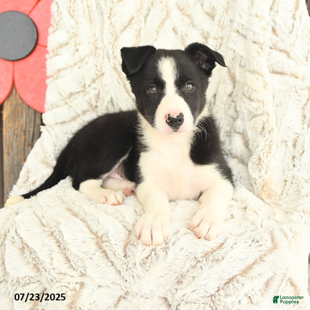 Border Collie dogs for sale: Nova - Image 3