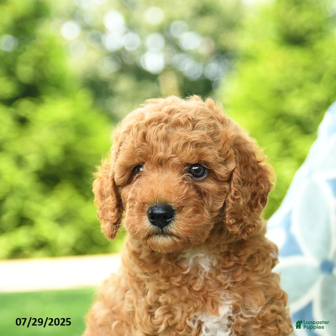 Cockapoo dogs for sale: Kiwi - Image 5