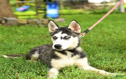 Siberian Husky dogs for sale: Beth - Image 3