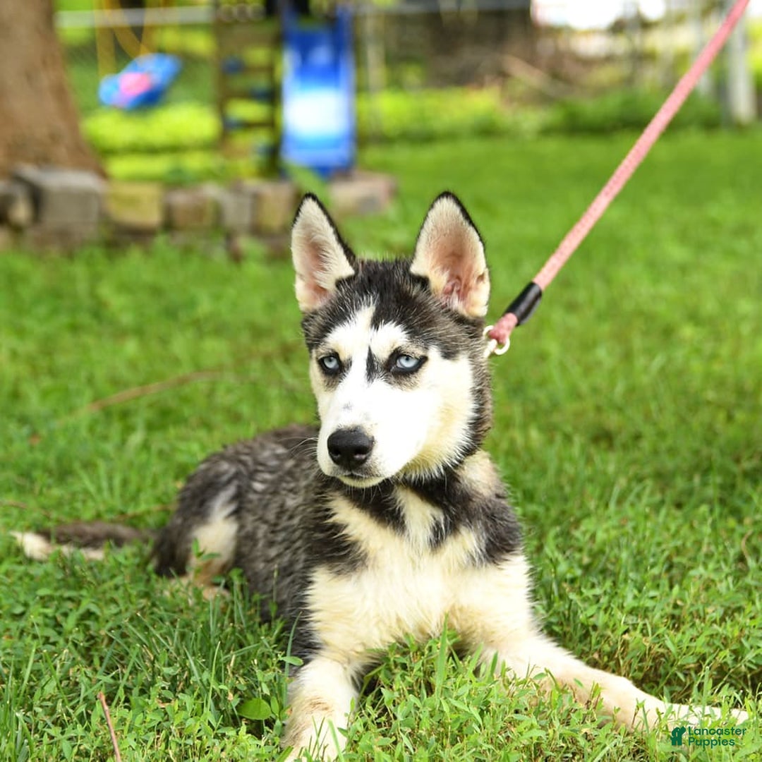 Siberian Husky dogs for sale: Beth - Image 3