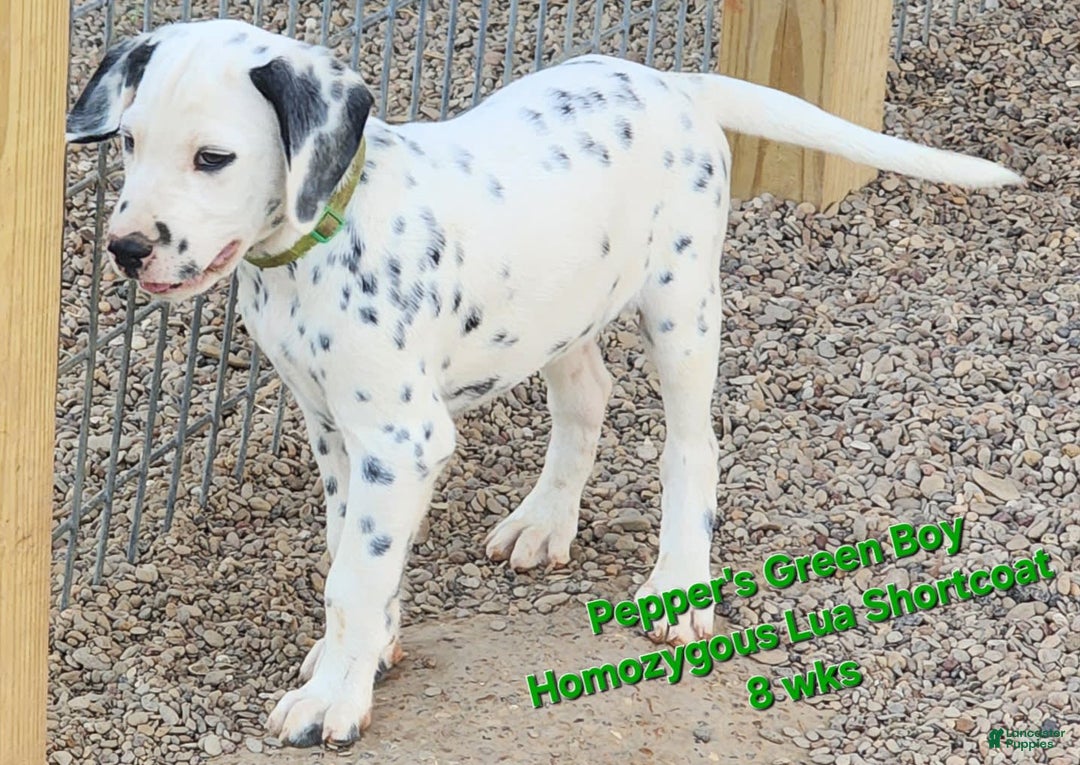 Dalmatian dogs for sale: Peppers Green Boy - Image 4