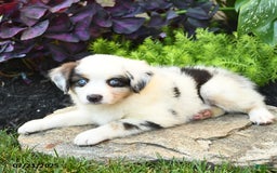 Miniature Australian Shepherd dogs for sale: Holly - Image 5