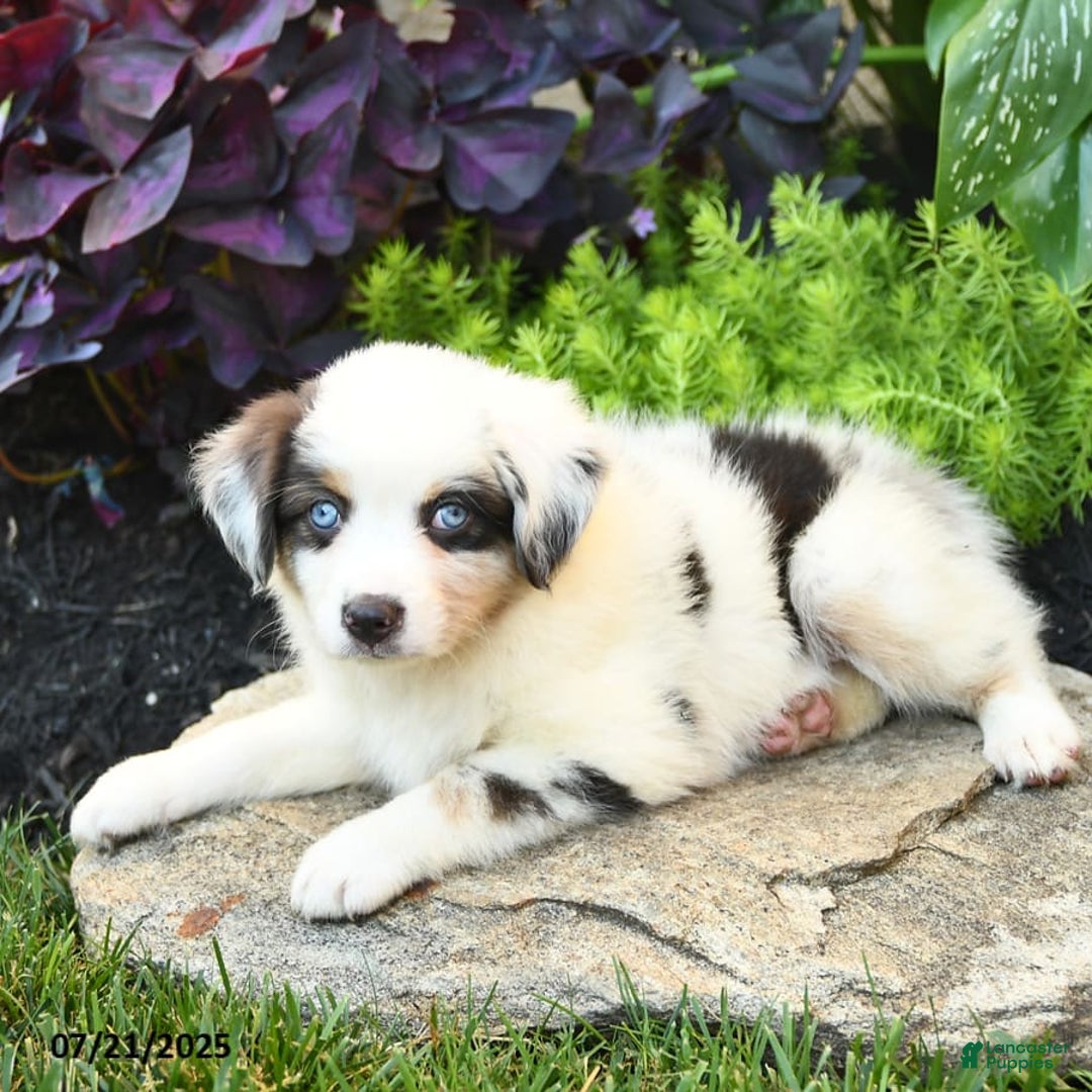 Miniature Australian Shepherd dogs for sale: Holly - Image 5