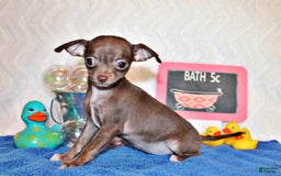 Chihuahua dogs for sale: Symbra - Image 6
