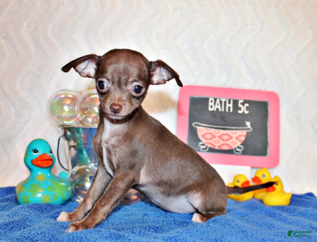 Chihuahua dogs for sale: Symbra - Image 6