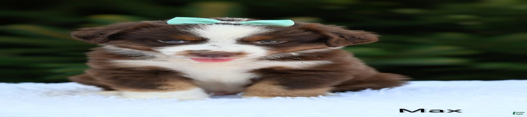 Max