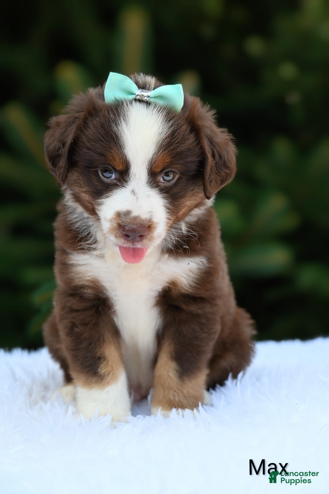 Miniature Australian Shepherd dogs for sale: Max - Image 1