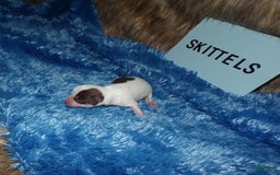 Chihuahua dogs for sale: Teacup Skittles - Image 5