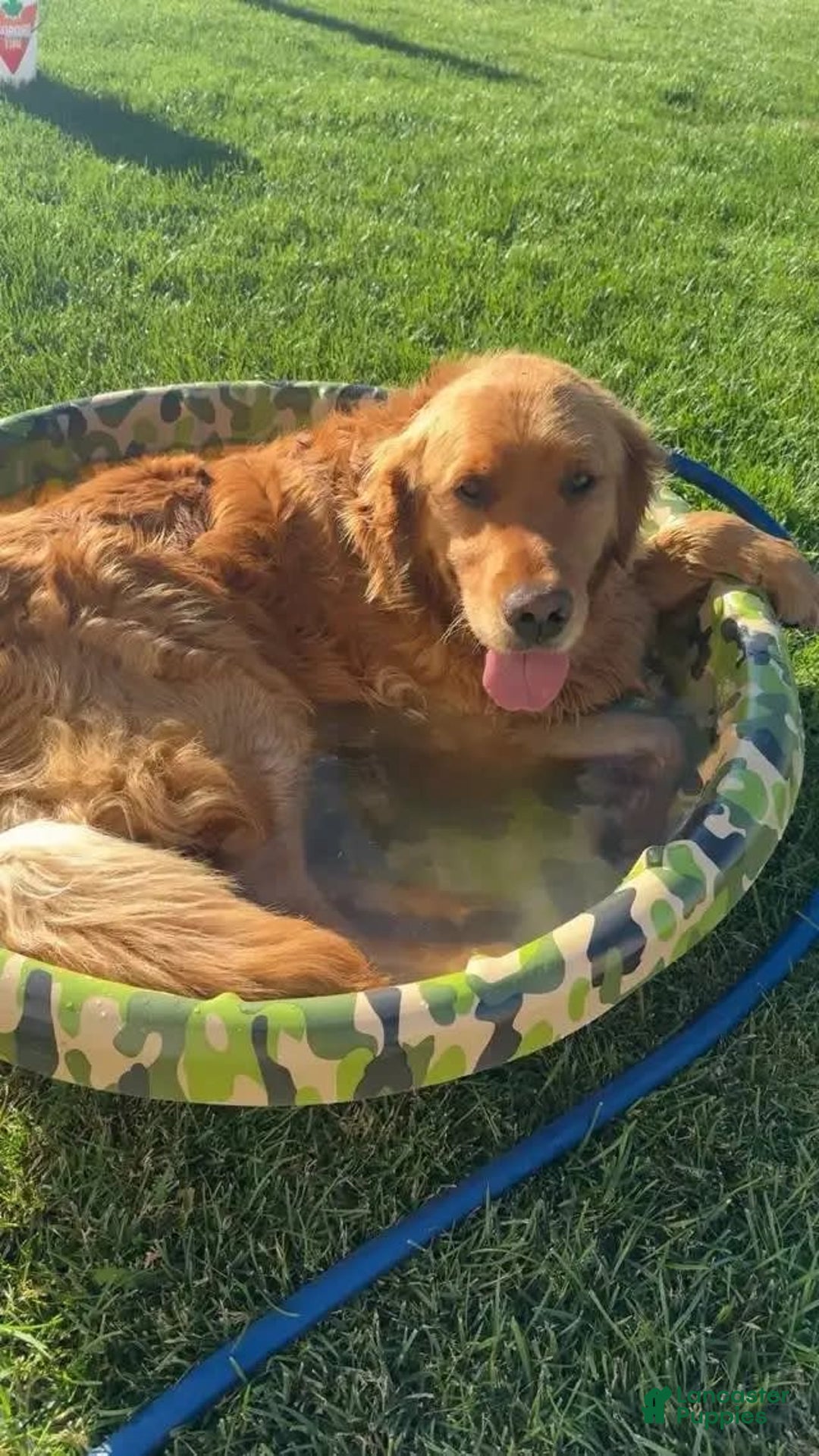 Golden Retriever dogs for sale: Hana - Image 7