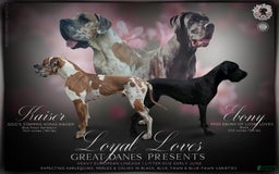 Great Dane dogs for sale: Yellow Collar - Image 3