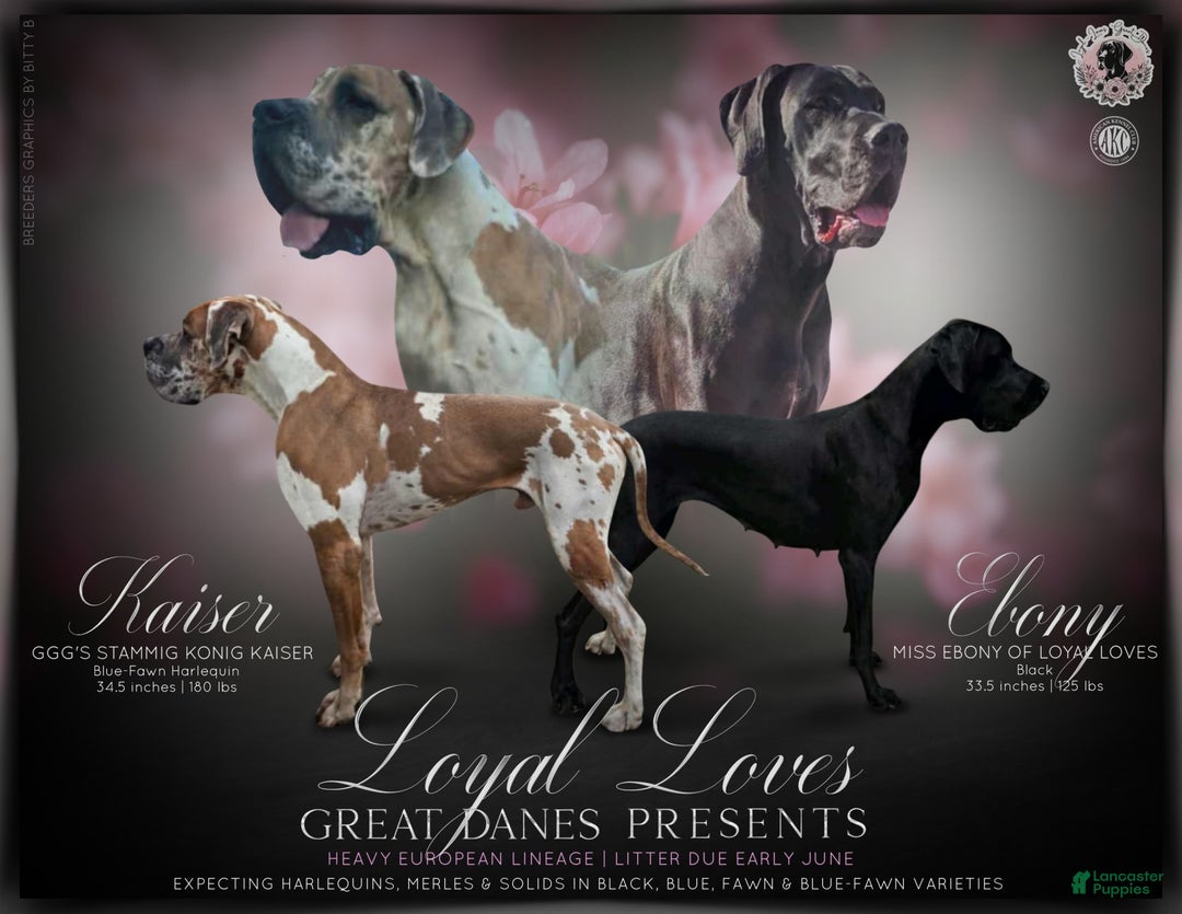Great Dane dogs for sale: Yellow Collar - Image 3