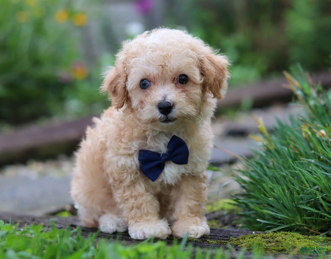Miniature Poodle dogs for sale: Ricky - Image 5