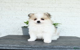 Pomeranian dogs for sale: Willow - Image 6