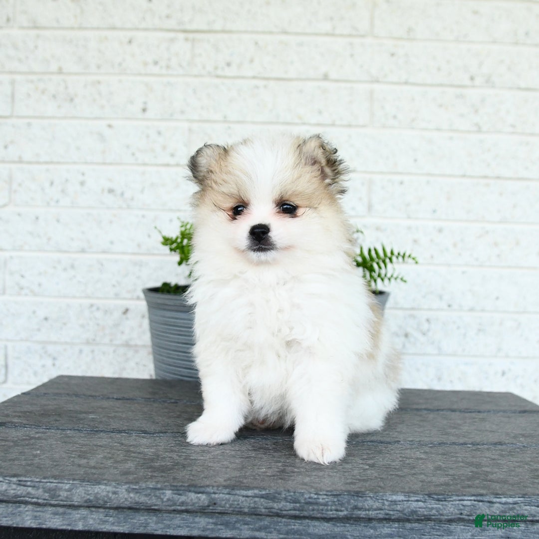 Pomeranian dogs for sale: Willow - Image 6