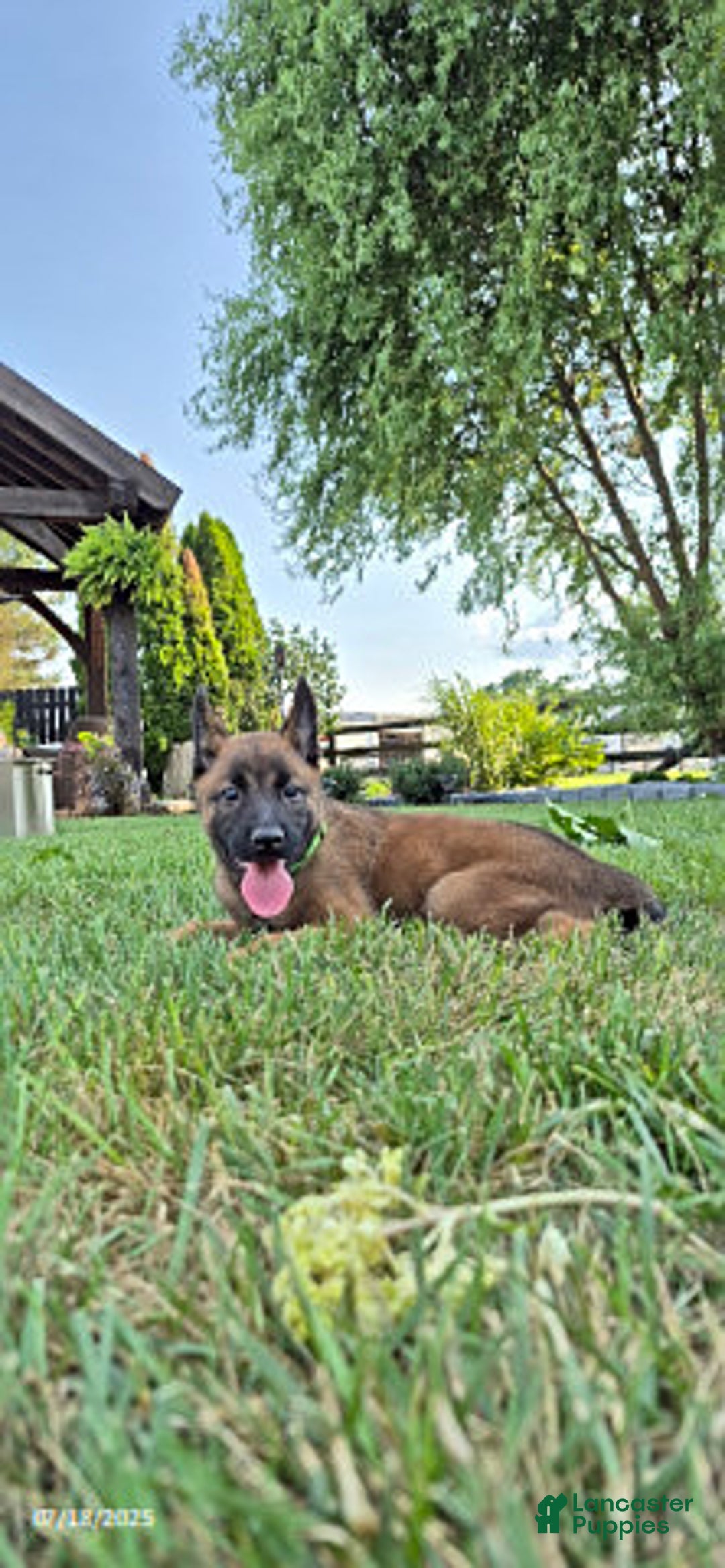 Belgian Malinois dogs for sale: Lyra - Image 4
