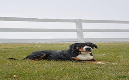 Greater Swiss Mountain Dog dogs for sale: Delilah - Image 5