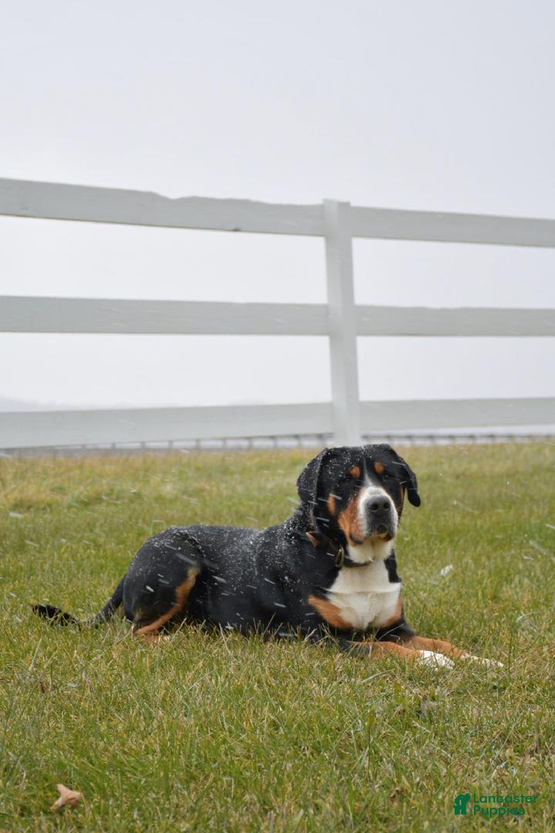 Greater Swiss Mountain Dog dogs for sale: Delilah - Image 5