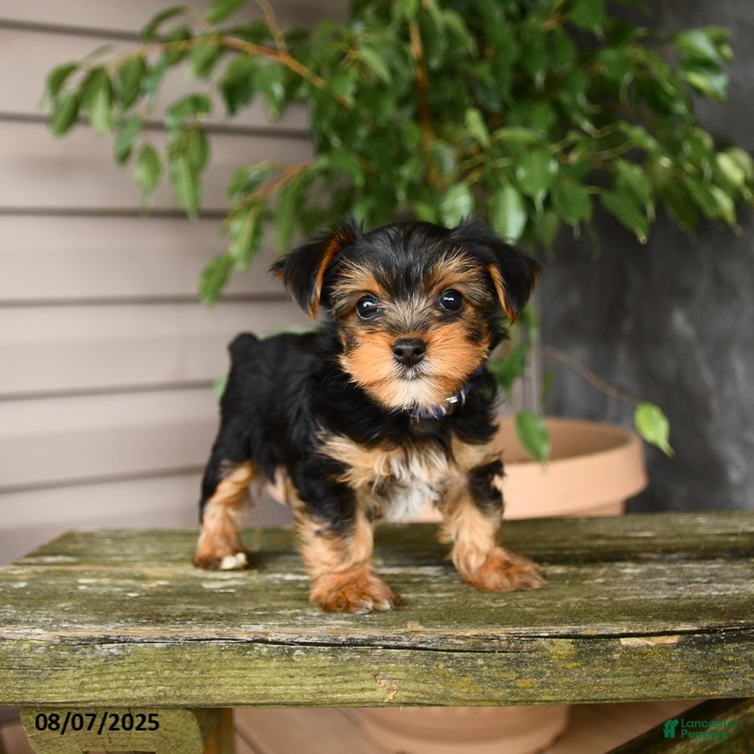 Yorkshire Terrier dogs for sale: Haven - Image 1