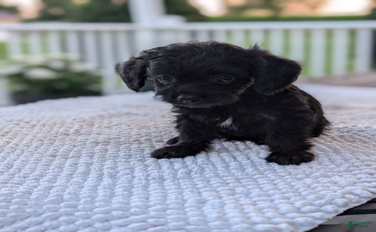 Yorkiepoo dogs - Advert 29