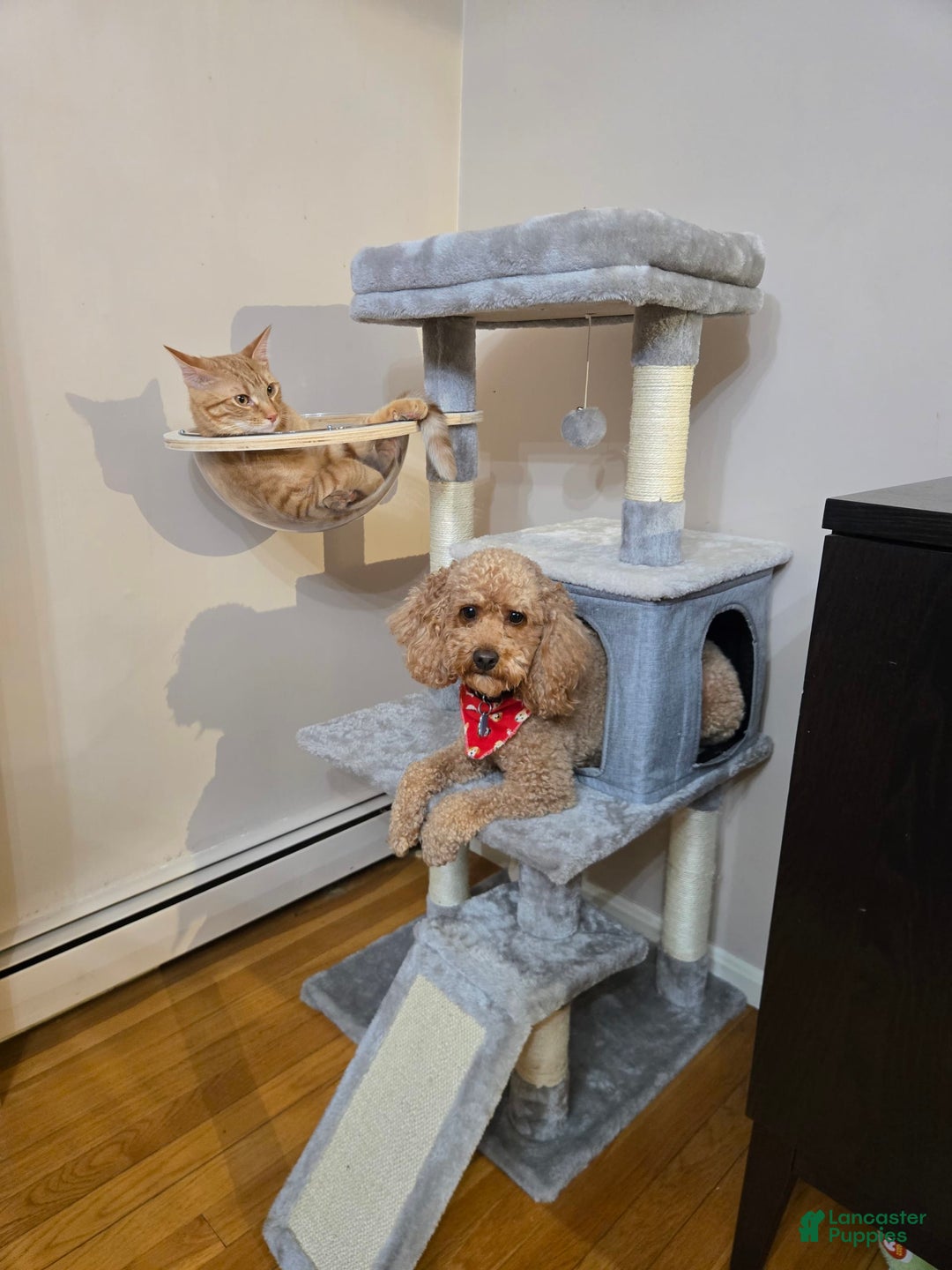 Miniature Poodle dogs for sale: Ginger - Image 2