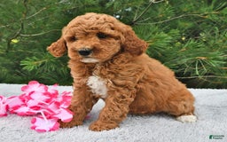 Mini Goldendoodle dogs for sale: Emily - Image 13