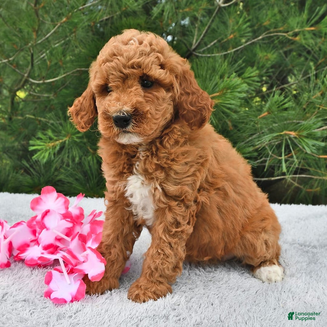 Mini Goldendoodle dogs for sale: Emily - Image 13