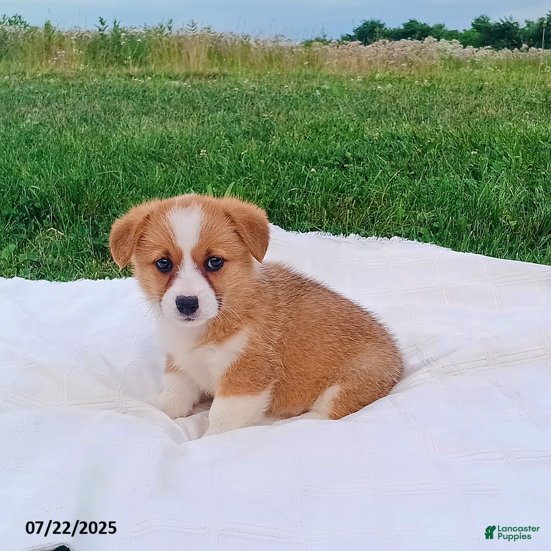 Welsh Corgi Pembroke dogs for sale: Rosie - Image 2