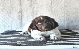 Newfoundland dogs for sale: Jasper - Image 7