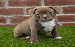 Frenchton dogs for sale: Scout - Image 6