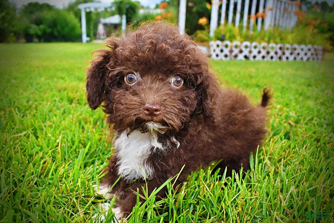 Havapoo dogs for sale: Benson - Image 9