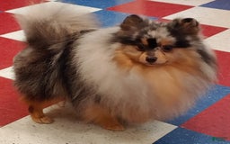 Pomeranian dogs for sale: Astro - Image 7