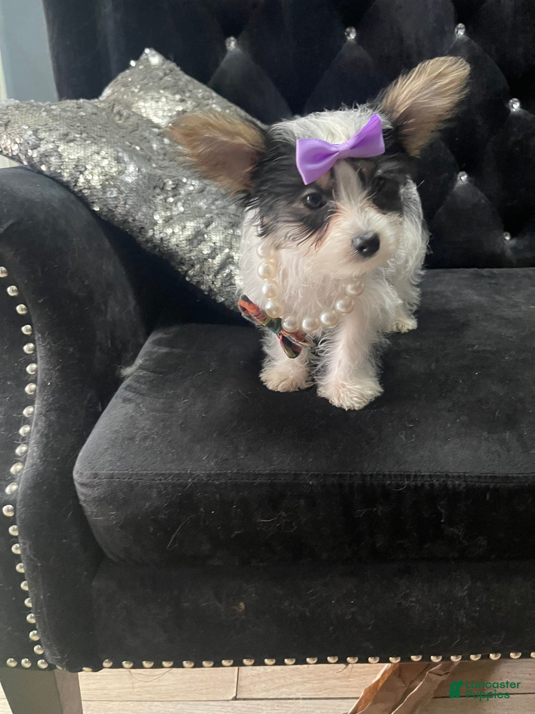 Yorkshire Terrier dogs for sale: Patrick Starr - Image 31