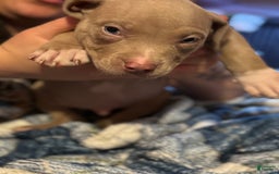 American Bully dogs for sale: Loc - Image 4