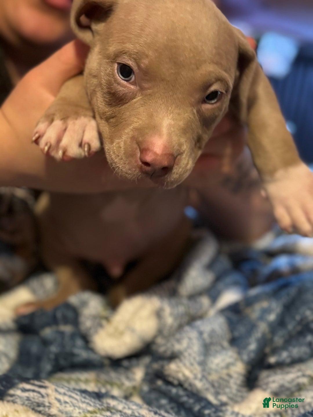 American Bully dogs for sale: Loc - Image 4