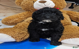 Portuguese Water Dog dogs for sale: Ranger - Image 2