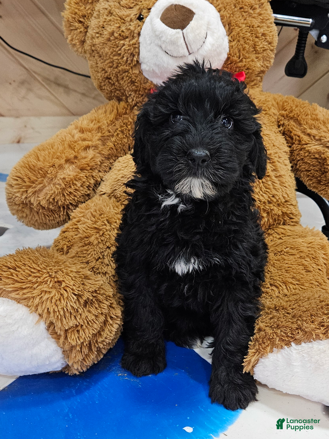 Portuguese Water Dog dogs for sale: Ranger - Image 2
