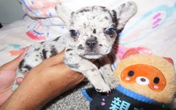 French Bulldog dogs for sale: Milkshake - Image 2