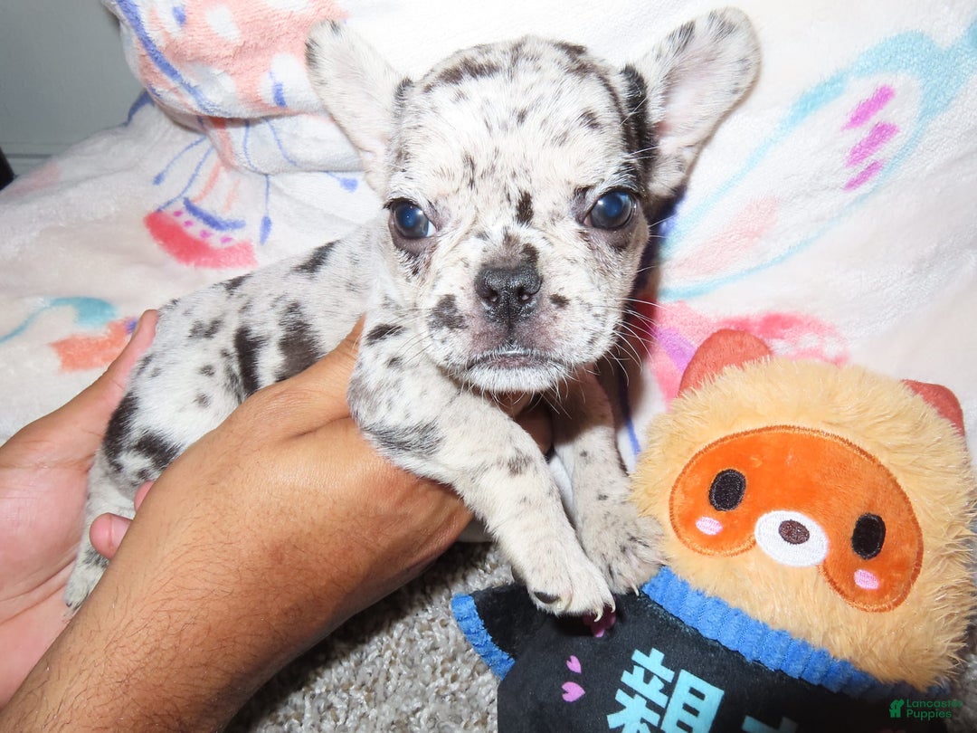 French Bulldog dogs for sale: Milkshake - Image 2