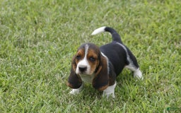 Basset Hound dogs for sale: Ned - Listing for pets: Ann, DEB, Flo, IDA, Jed, Ned, Ted - Image 3