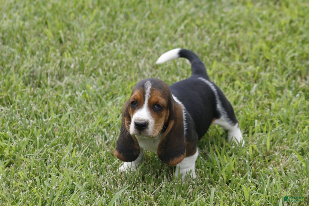 Basset Hound dogs for sale: Ned - Listing for pets: Ann, DEB, Flo, IDA, Jed, Ned, Ted - Image 3