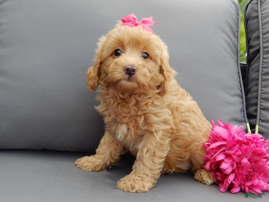 Cavapoo dogs for sale: Caramel - Image 5