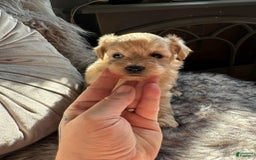 Maltipoo dogs for sale: Rafa - Image 1