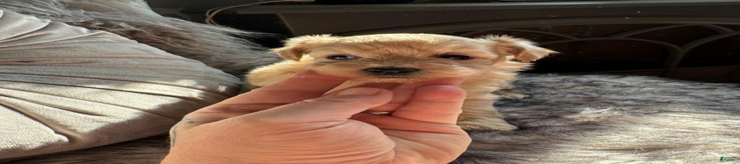 Rafa