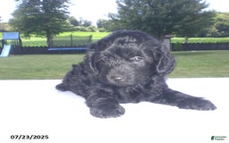 Yorkiepoo dogs for sale: Manny - Image 15
