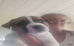 Jack Russell Terrier dogs for sale: Brownie - Image 1