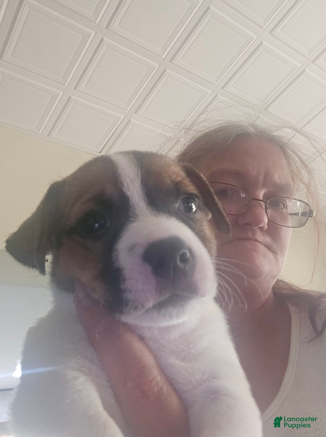 Jack Russell Terrier dogs for sale: Brownie - Image 1