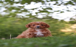 Cavapoo dogs for sale: Teddy - Image 4