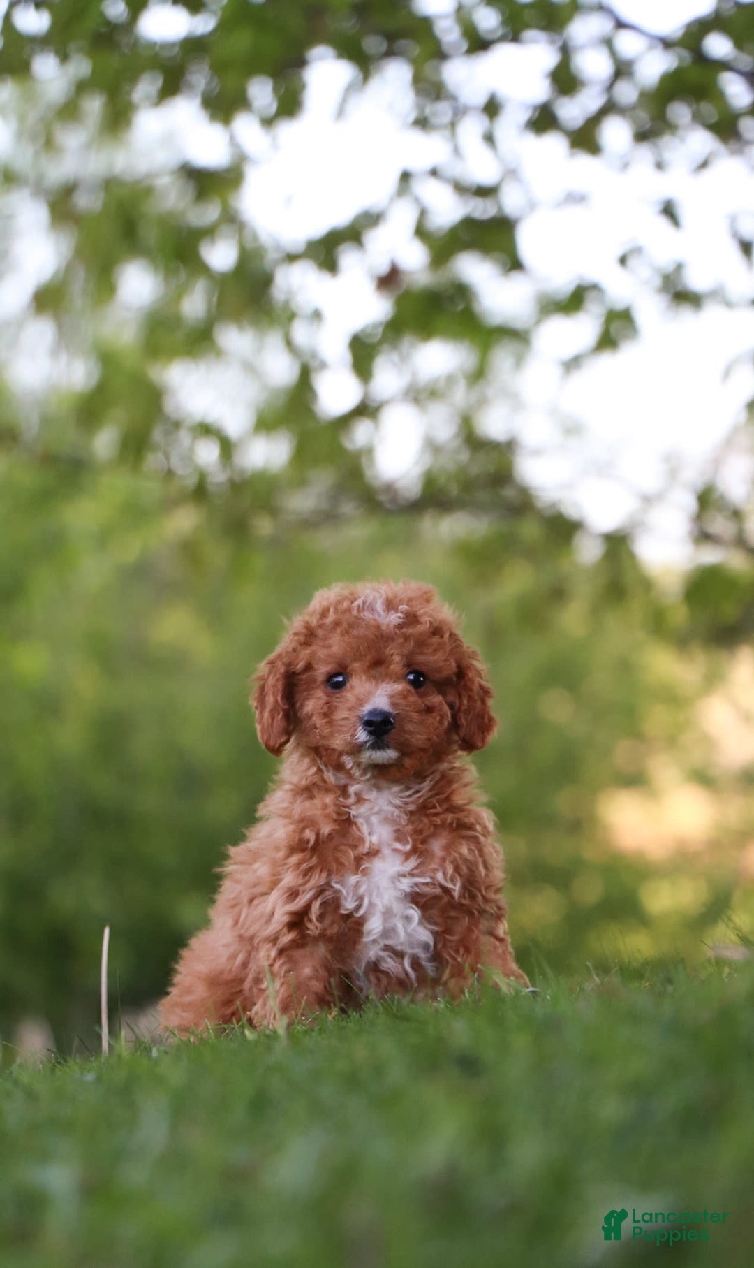 Cavapoo dogs for sale: Teddy - Image 4