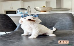 Mini Goldendoodle dogs for sale: Petite Alice - Image 8